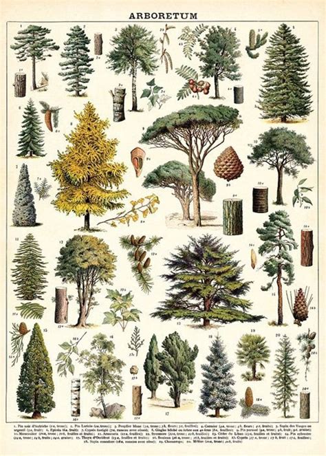Tree Print Tree Species Wall Art Trees Print Vintage Etsy Floral