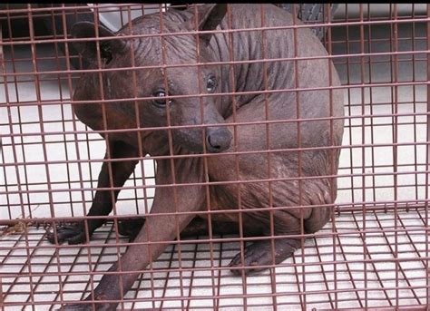 15 Horrifying Pictures Of Animals Without Their Fur Or Feathers