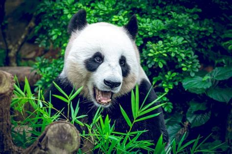 Premium Photo Hungry Giant Panda In Green Jungle Forest