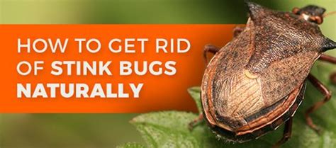 How To Get Rid Of Stink Bigs Organic And Natural Bug Control Crawling