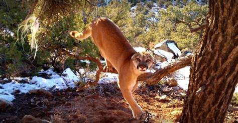 Trapped Cougar Released From Trap By Utah Conservation Officers