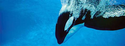 All About Killer Whales Behavior Seaworld Parks And Entertainment