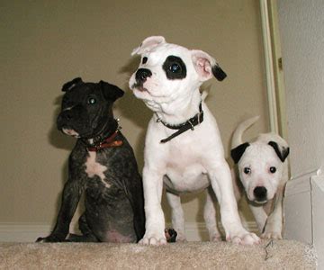good dogs breed   month american pit bull terrier
