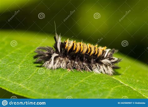 Milkweed Tussock Moth Caterpillar Royalty Free Stock Photo