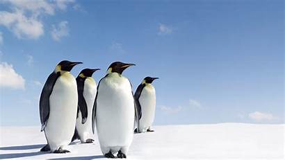 Penguin Desktop Backgrounds Wallpapers Penguins Background Paper