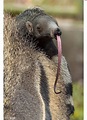 Bowie, the first baby giant anteater ever born at Zoo Miami, sticking ...