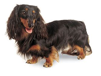 See more ideas about long haired dachshund, dachshund puppies, weenie dogs. Long Hair - Dachshunds