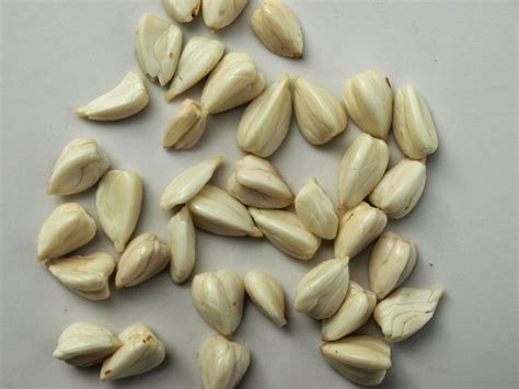 Raw Edible Plants Beech Nuts Fagus Sylvatica