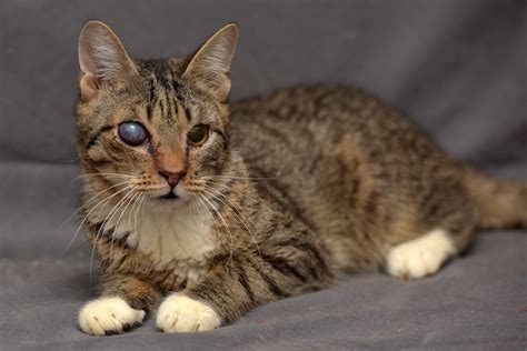 猫の目に濁りがある2つの原因、症状、治療法 ねこちゃんホンポ