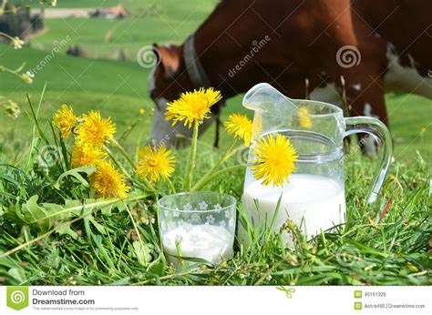 Milk And Cows Stock Image Image Of Ecologic Idyllic 40161329