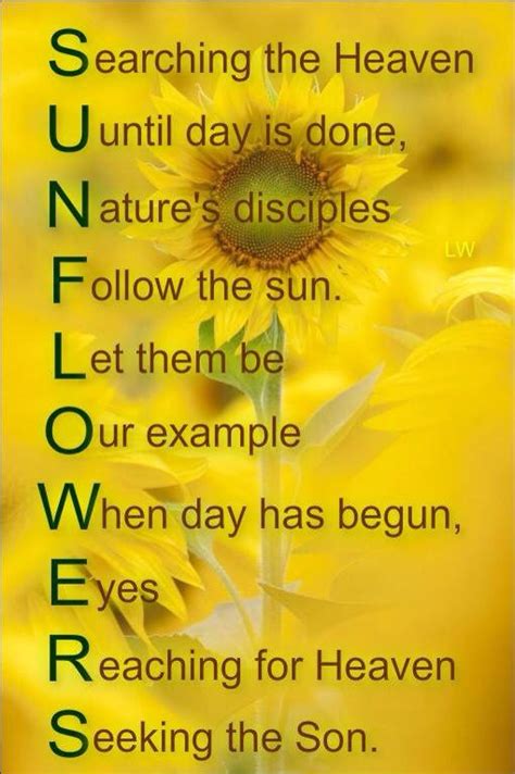 They are sunshine, food and medicine to the soul. Sunflowers quote … | Sunflower quotes, Sunflower pictures ...