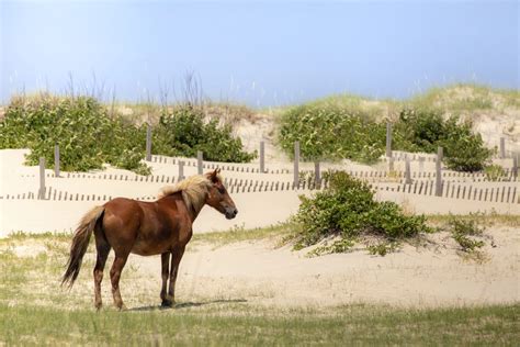Wild Horses Of The Outer Banks Obx Travel Guide By Carolina Designs