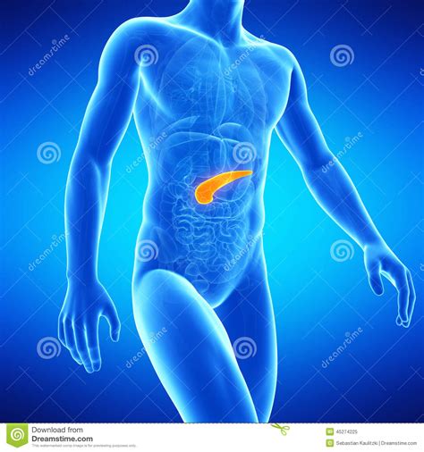 The Human Pancreas Stock Illustration Illustration Of Graphic 45274225