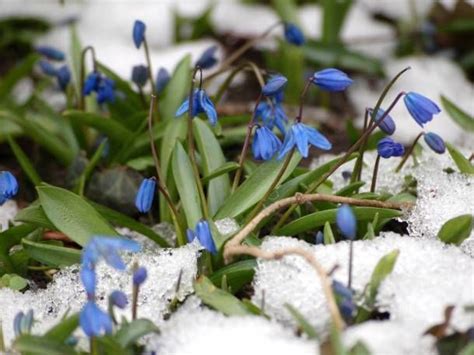 Blue Snowdrops In Snow Snowdrop Plant Spring Flowers Special Flowers