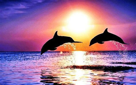 Sunset Dolphins Sophies Favs Pinterest