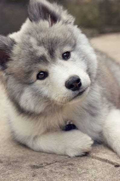 15 Chiens Adorables Repérés Sur Pinterest Babypandas Husky Malamute