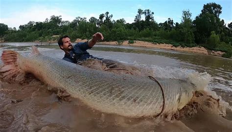 Houston Fisherman Catches Pound Alligator Gar In Youtube Video