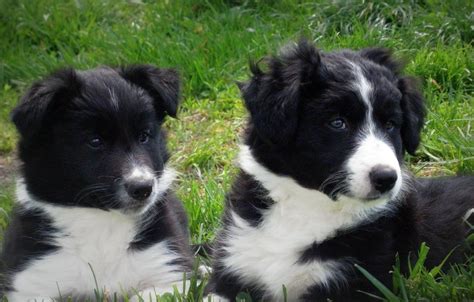 Border Collie Puppies Like Cowboy Magicphoto By Sixteen Hands
