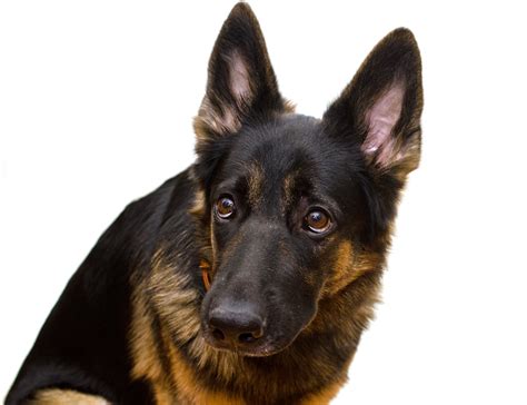 German Shepherd Training Beginner's Guide - The Dog Training Secret ...