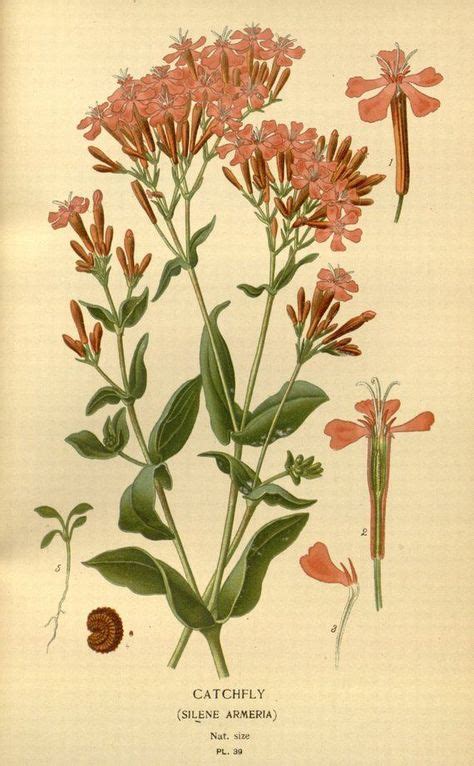 Vintage Wildflower Prints Botanical Illustrations Botanical Prints