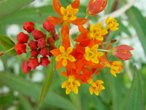 Free Picture Small Orange Red Flowers Red Buds