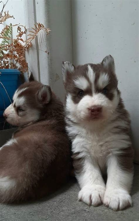Litter Box Siberian Huskies Sanrams Kennels