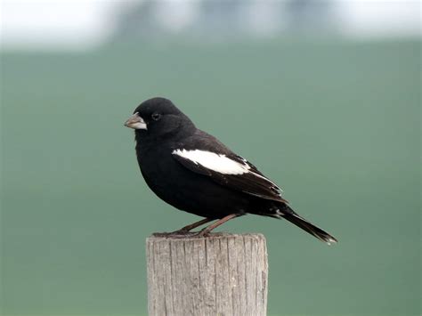 Black Bird With White Stripe On Wing Photos Of 11 Kinds