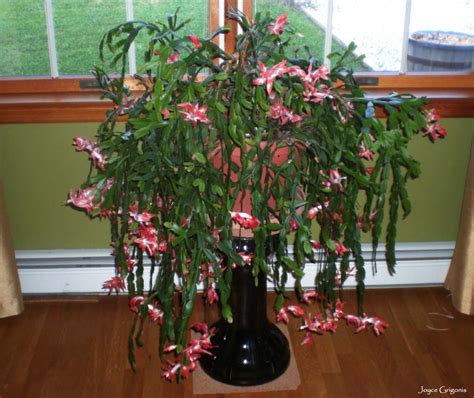 What is a thanksgiving cactus? My Giant Thanksgiving Cactus...