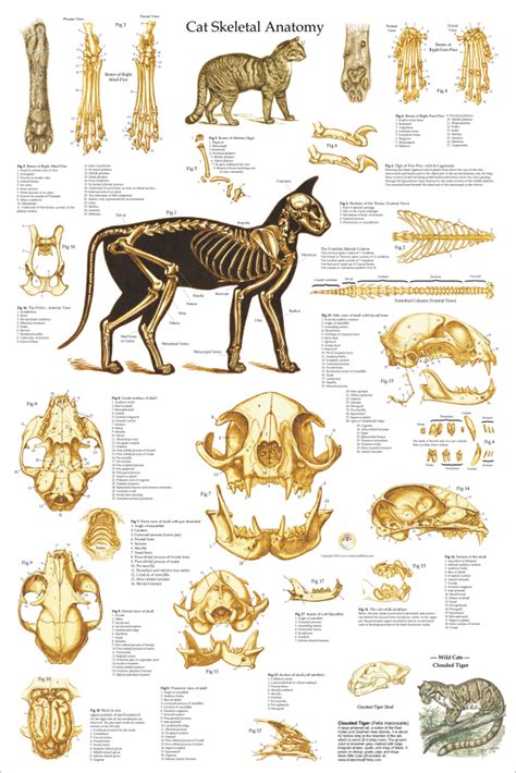 Bear Forlimb Skeletal Anatomy