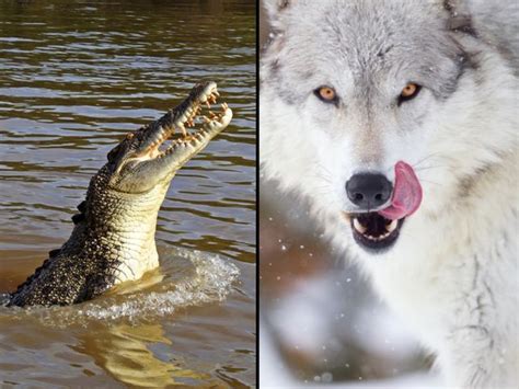 I Got 50 Saltwater Crocodile 50 Gray Wolf What Fierce Animal Are