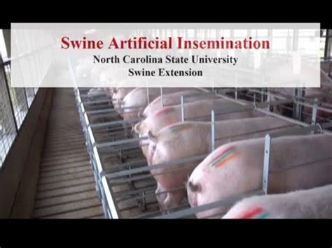 Swine Artificial Insemination YouTube