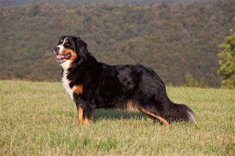 59 Great Bernese Mountain Dog Rescue Image Bleumoonproductions