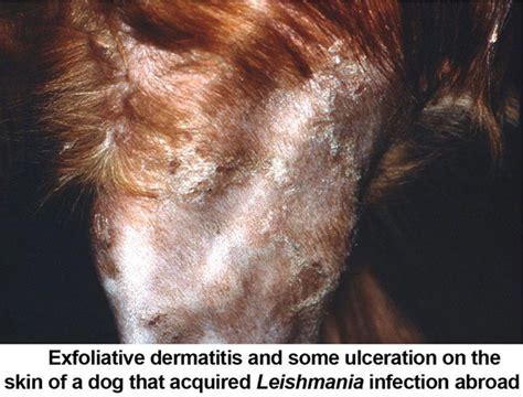 Fly Bites On Dogs Ears Atopic Dermatitis Symptoms