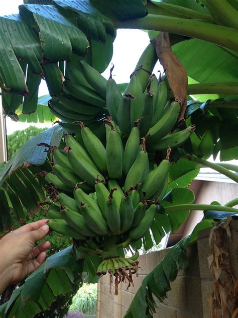 But lucky for us, it's not something that exists as long as they have plenty of sunlight, and are able to be moved inside when temperatures really drop, then you can try to grow a blue java plant. Ice Cream/Blue Java banana? - Bananas.org