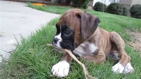 Harley The 9 Week Old Boxer Puppy Plays On First Day Home