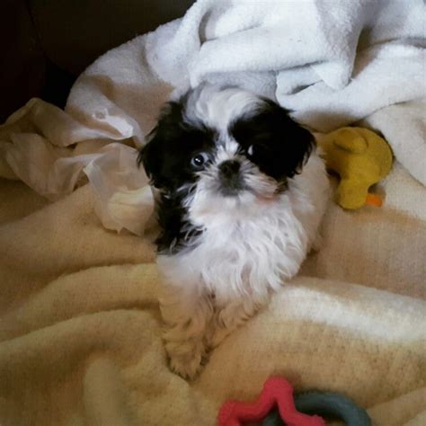 The 25 Best Baby Shih Tzu Ideas On Pinterest Shitzu