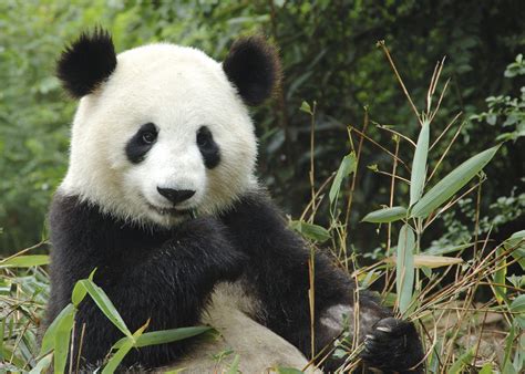 Pourquoi Les Pandas Sont Ils En Voie Dextinction Milan Jeunesse