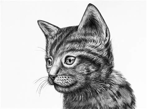 Lukisan menggunakan pencil dan kertas. Lukisan Kucing Hitam Putih
