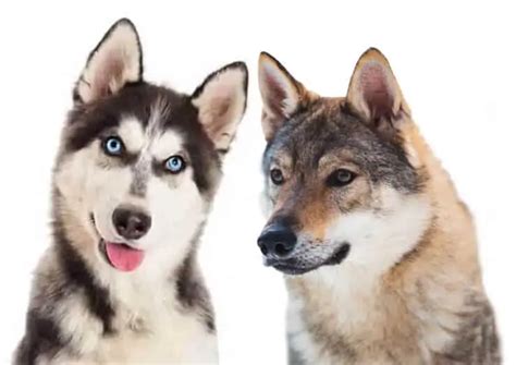 Husky Wolf Mix When Semi Wild Animal Becomes A Beloved Pet