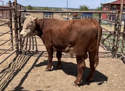 Horned Hereford Bull 24358 Ribear Cattle Co