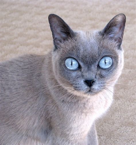 8 Kitten Grey Burmese Cat Furry Kittens