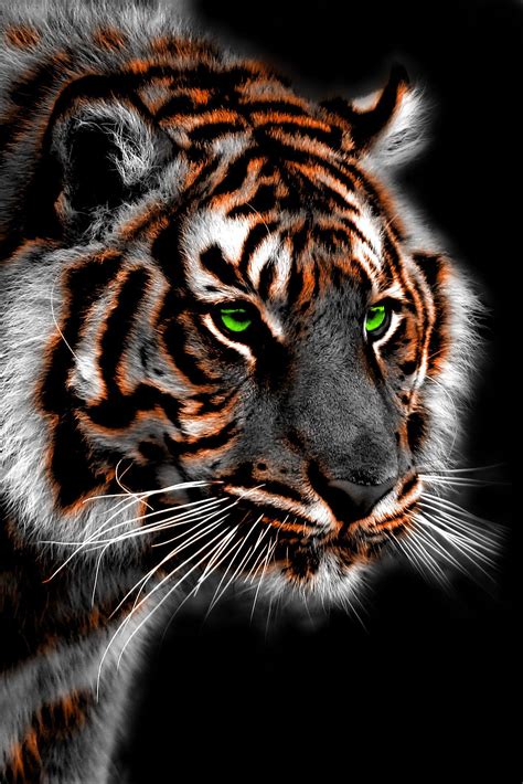 Bengal Tiger Wallpapers Top Free Bengal Tiger Backgrounds