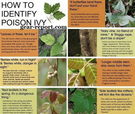 How To Identify Poison Ivy