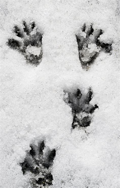 Erkennst du an einem bild, um welche tierspuren es sich handelt? Tierspuren Im Schnee Erkennen Grundschule : Wildtierspuren ...