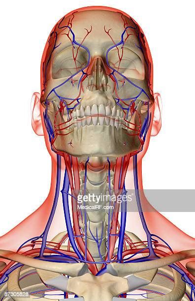 Blood Vessels Face Photos And Premium High Res Pictures Getty Images