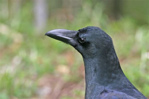Large Billed Crow Corvus Macrorhynchos Sengar To Limetha Flickr