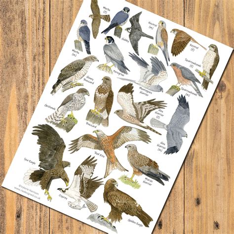 British Birds Of Prey A5 Identification Chart Wildlife Card Etsy