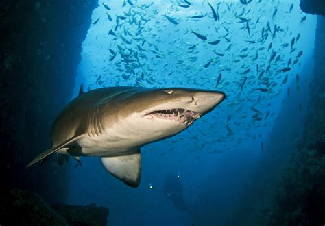 Nursing Grey Nurse Shark Populations Back To Health Csiroscope