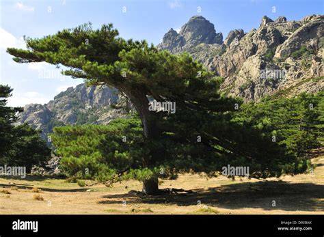 Pin De Corse Pinus Nigra Laricio Col De Bavella Région De Lalta