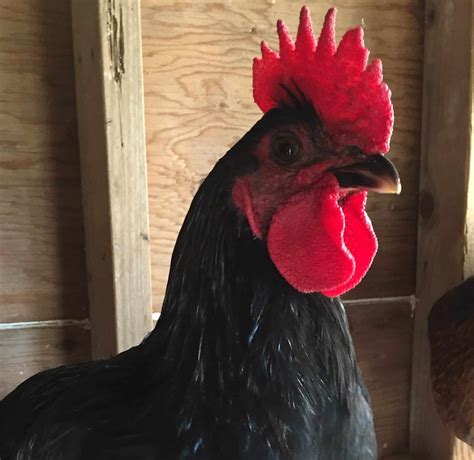 Chicken Wattles And Combs 101 City Girl Farming Sustainable Living